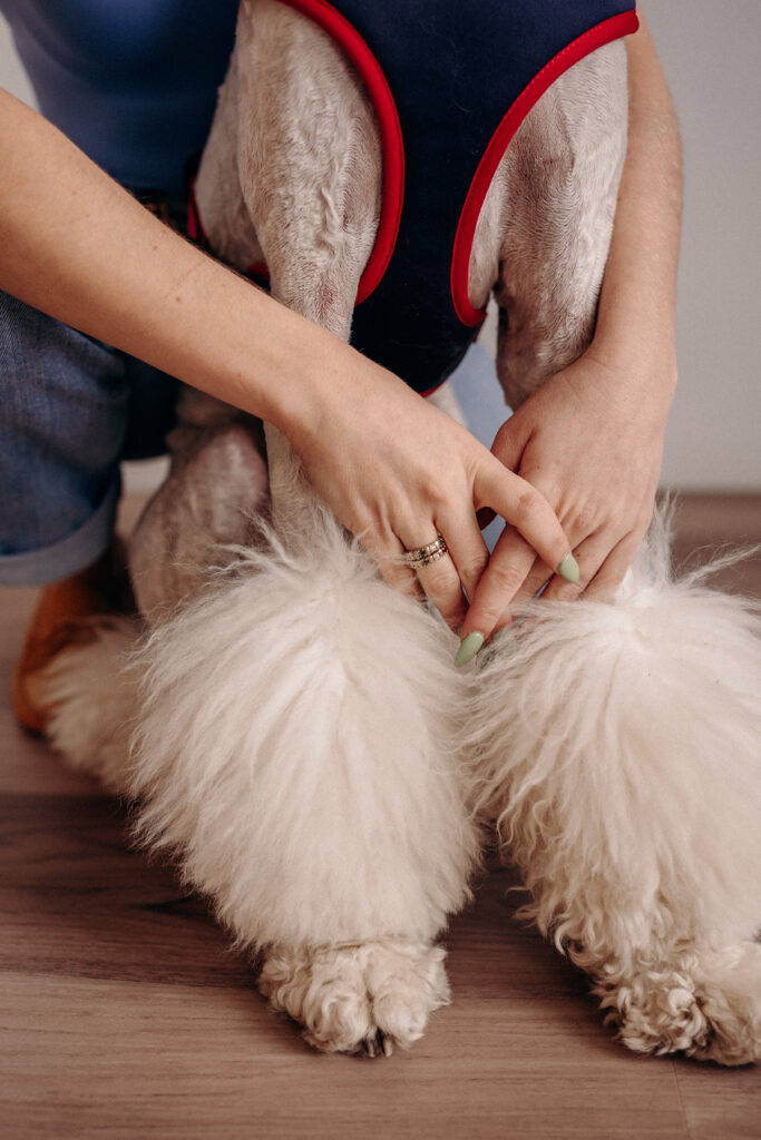 Boston Projet Aleksandra